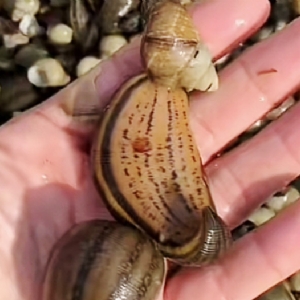 GA黄金甲成苗