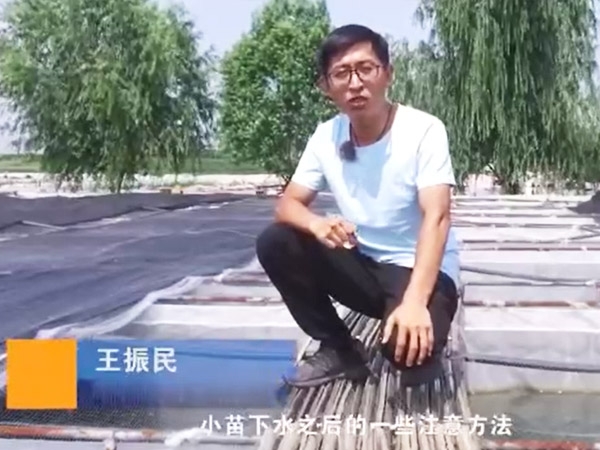GA黄金甲幼苗下水后确把稳和操作