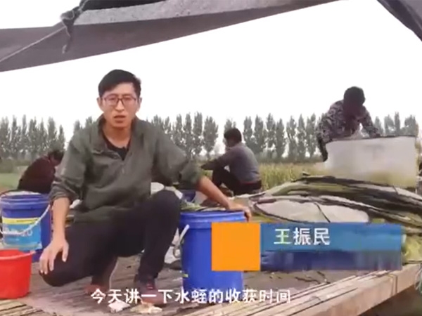GA黄金甲收成功夫