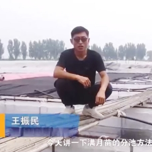 GA黄金甲满月苗的分池步骤