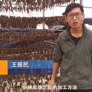 GA黄金甲加工步骤
