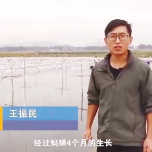 GA黄金甲收成流程